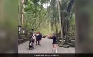 Read more about the article Two Tourists Die After Massive Tree Collapses In Bali’s Monkey Forest