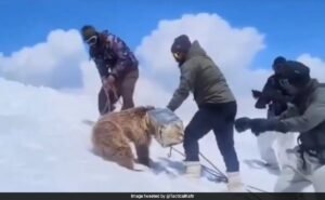 Read more about the article Indian Army Rescues Himalayan Brown Bear Cub Trapped In Tin Can, Wins Praise