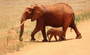 Read more about the article Mysterious Reason Why Over 300 Elephants Died In Botswana Revealed