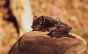 Read more about the article Two US Men Die After Using Bat Poop As Fertiliser To Grow Marijuana