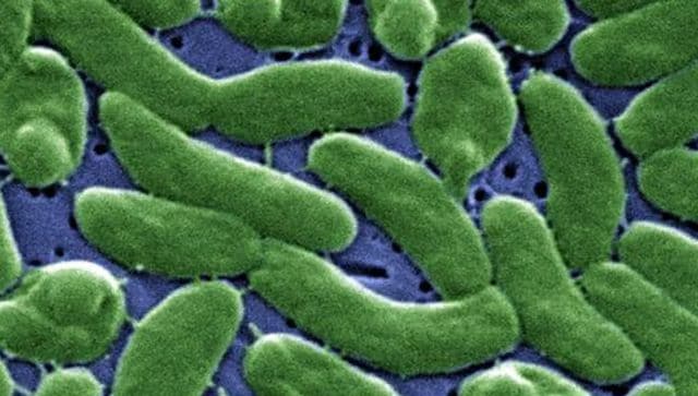 Is flesh-eating bacteria that disfigures body spreading in Australia? – Firstpost