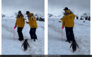 Read more about the article Penguin Waits Patiently As Couple Clears Path In Antarctica, Video Delights Internet