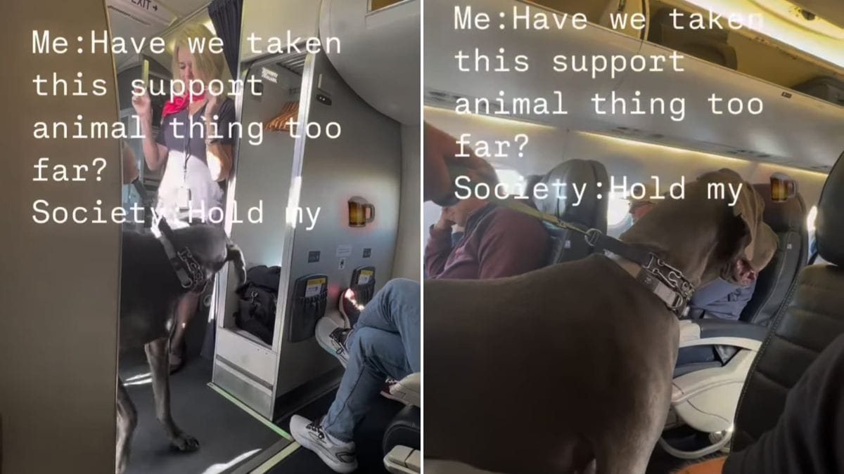 Read more about the article Passenger’s Great Dane As “Support” Dog On Flight Sparks Debate