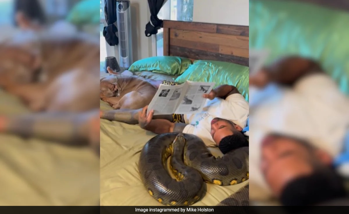 Read more about the article Video Of Man Relaxing With A Giant Python Stuns Internet: “This Is Insane”