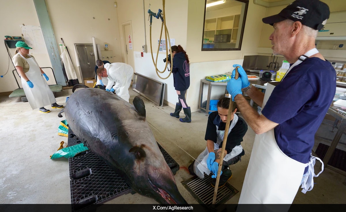 Read more about the article Scientists Examine Rare Spade-Tooth Whale: Key Discoveries Unveiled