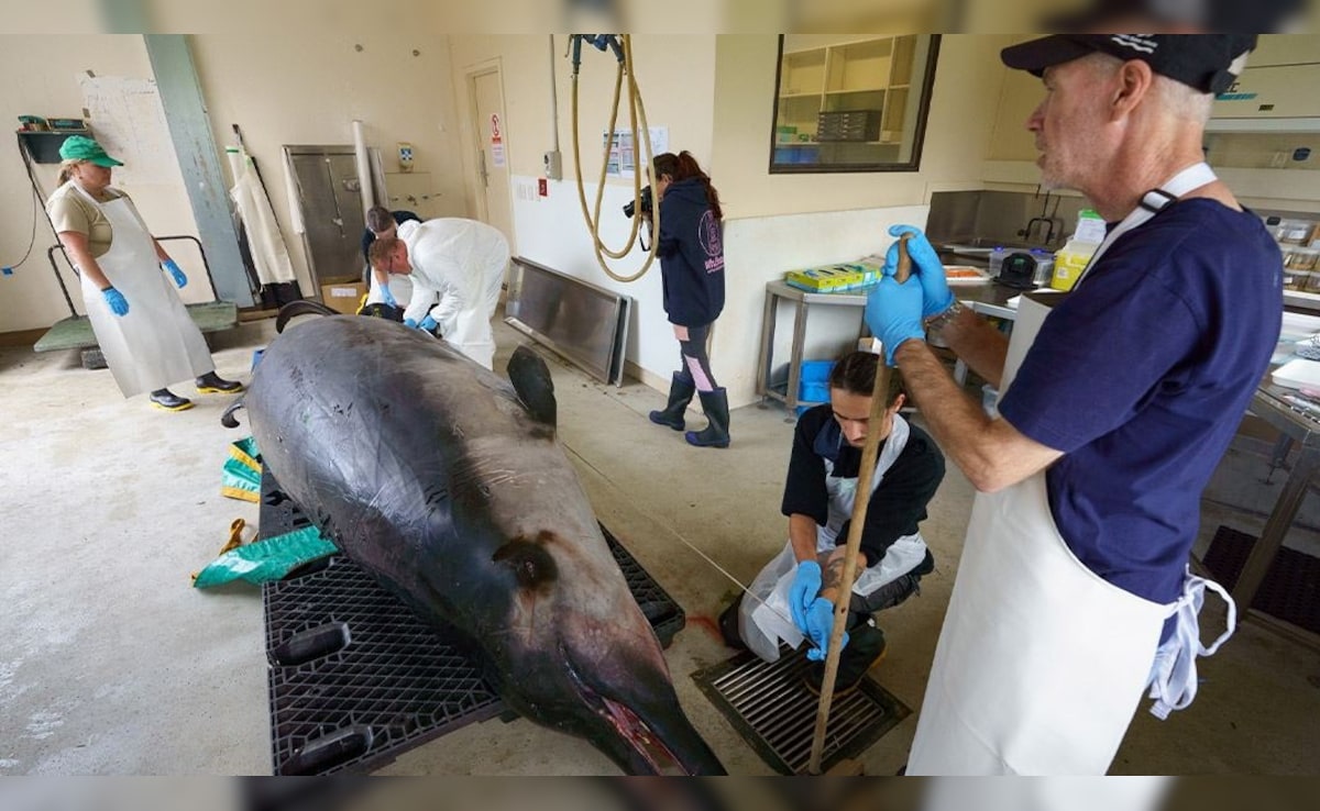 New Zealand Scientists Dissect World's Rarest Spade-Toothed Whale