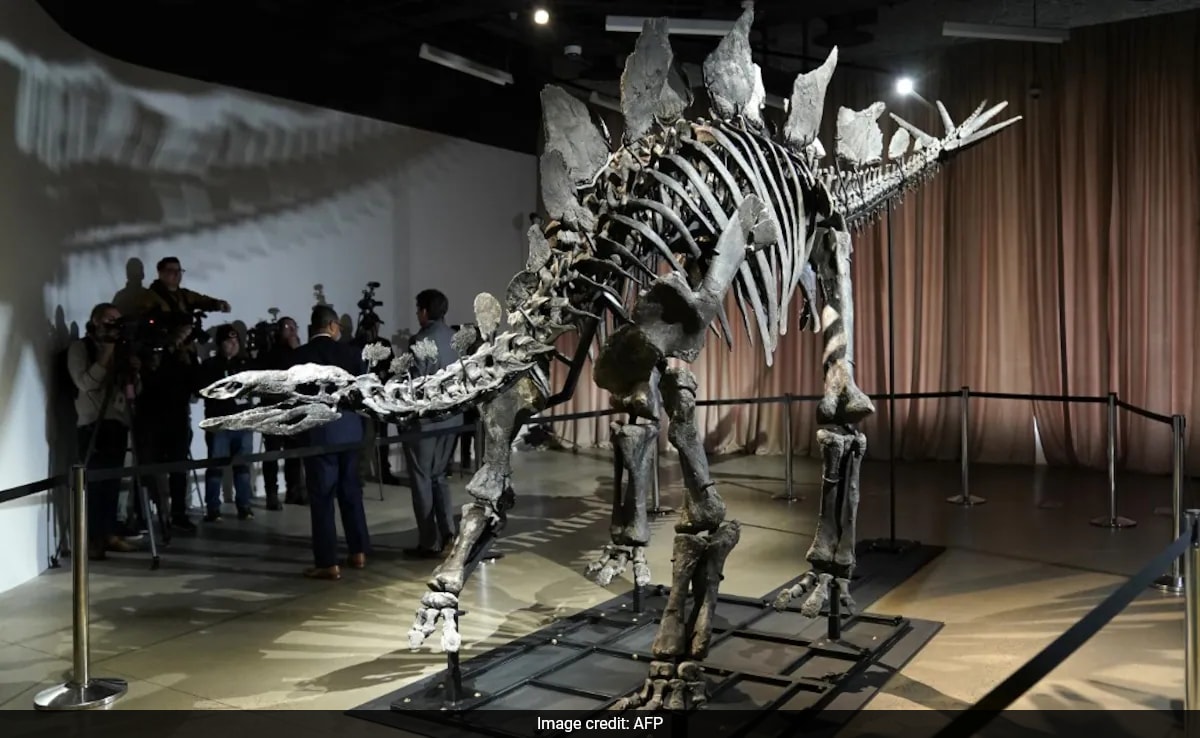 Read more about the article World’s Most Expensive Dinosaur Fossil ‘Apex’ Returns To NYC Museum