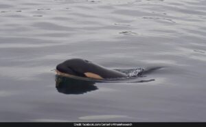 Read more about the article Orca, Who Carried Her Dead Calf For 1,600 Km, Welcomes A New Baby