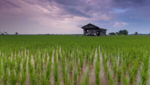 Read more about the article Climate Change Causes Decline in Rice Quality Across East Asia, New Study Suggests