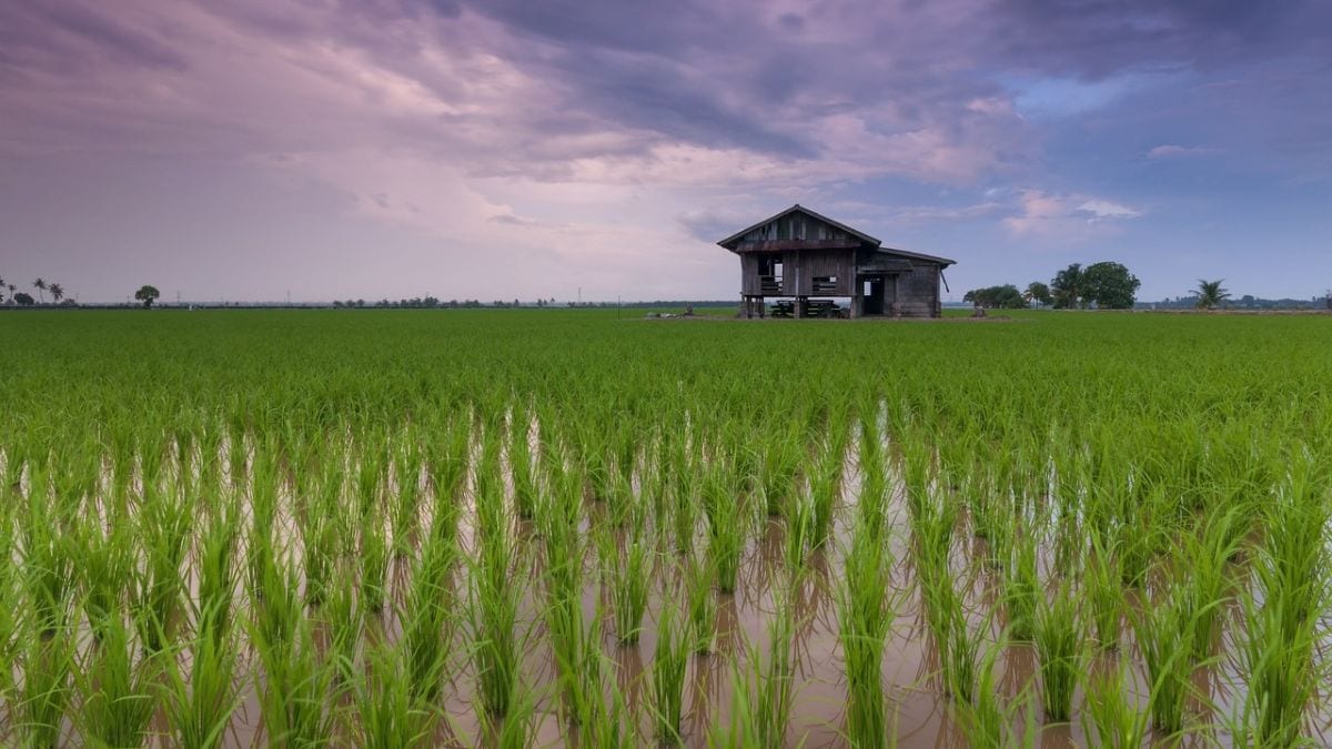 Climate Change Causes Decline in Rice Quality Across East Asia, New Study Suggests