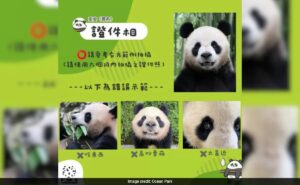 Read more about the article Hong Kong Spends Rs 76 Lakh On Panda Renaming Contest, Ends Up Retaining Original Names