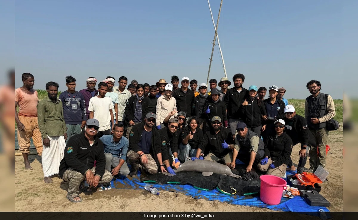 First-Ever Tagging Of Ganges River Dolphin Conducted In Assam