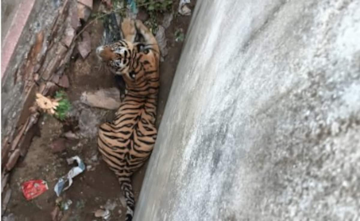 Read more about the article Tiger Jumps On Rajasthan Forest Officials Car Who Came To Rescue It