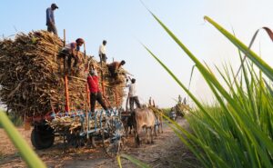 Read more about the article How AI Is Helping Sugarcane Farmers In Maharashtra