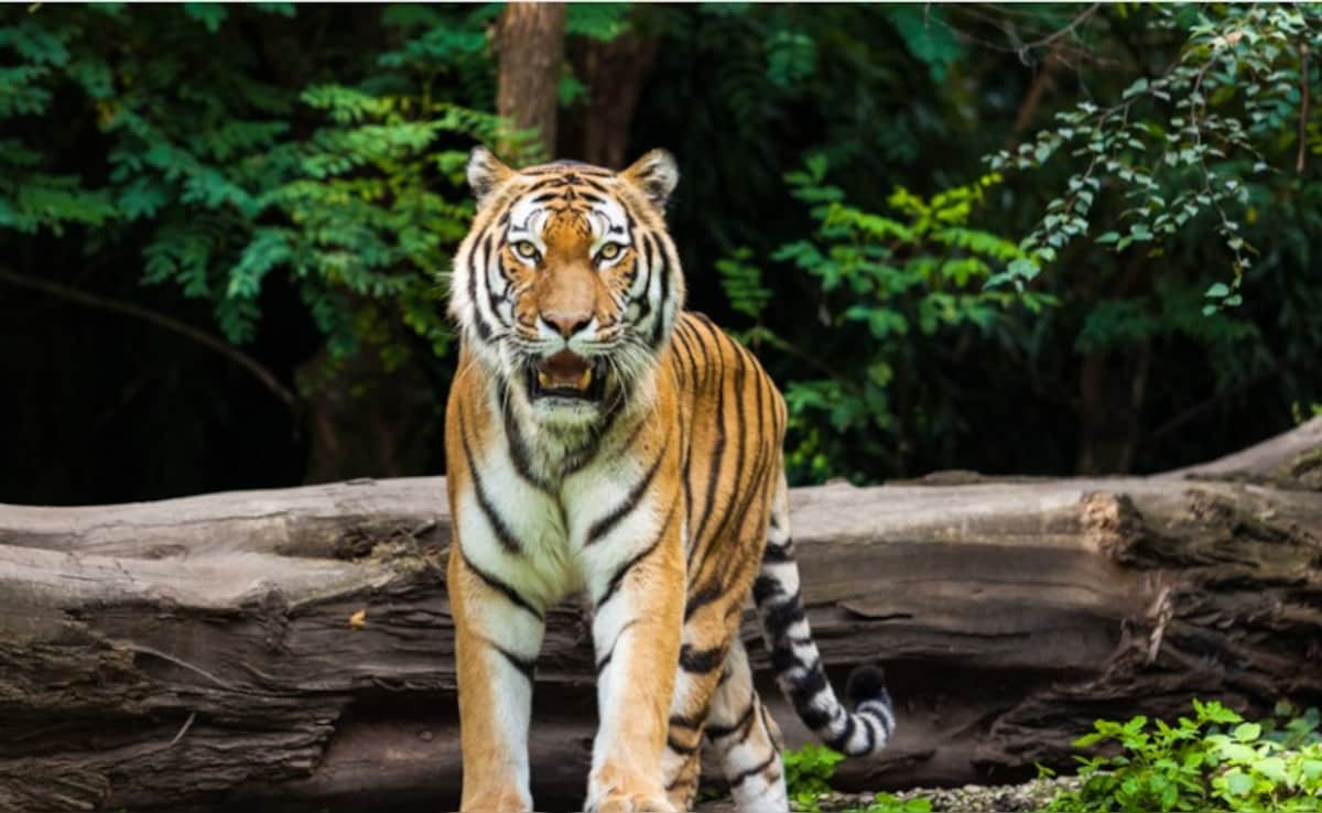 Read more about the article Tiger Kills Man In Madhya Pradesh, Villagers Attack Forest Officials