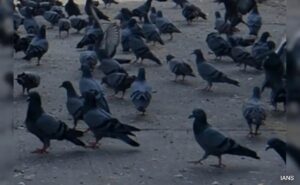 Read more about the article Man Kills Neighbor’s 28 Pet Pigeons In Madhya Pradesh