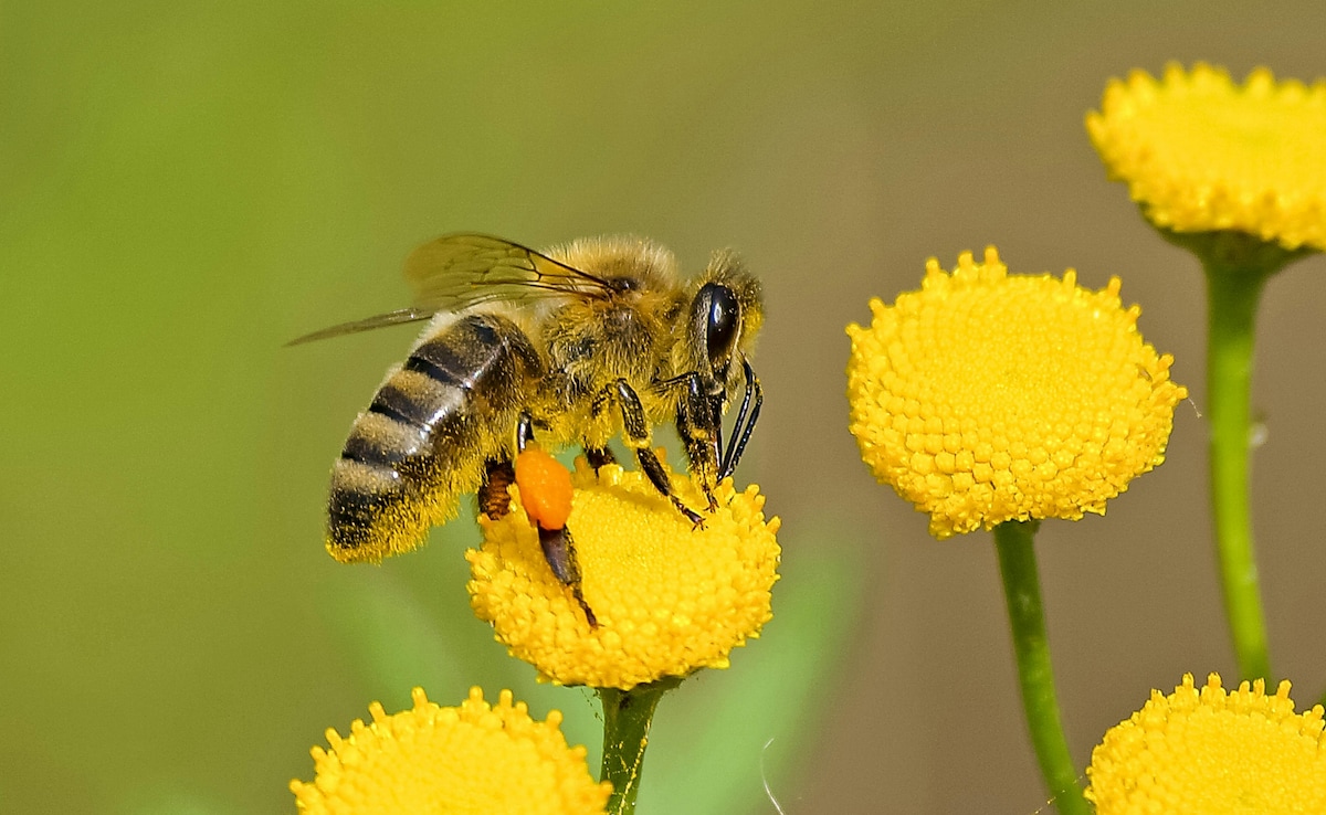 Read more about the article Excessive Use Of Fertilisers Killing Bees And Flowers, 169-Year-Old Experiment Finds