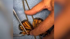 Read more about the article Injured monarch butterfly gets a wings transplant, flies again – Firstpost