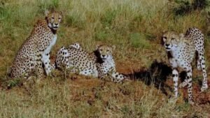 Read more about the article President Murmu receives 8 cheetahs from Botswana – Firstpost