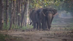 Read more about the article UN body drops call to restrict India’s wildlife imports as global panel backs Vantara’s compliance – Firstpost