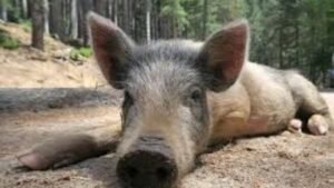 Read more about the article Why are wild pigs in California turning smurf-blue? – Firstpost
