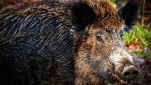 Read more about the article Did a lab leak set off Spain’s African Swine Fever outbreak? – Firstpost