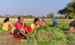 Read more about the article Centre to bring new seed, pesticide laws to protect farmers from substandard products: Chouhan