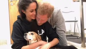 Read more about the article Markle’s ‘high risk UK comeback plan’; How this can be disastrous for her Hollywood career? – Firstpost