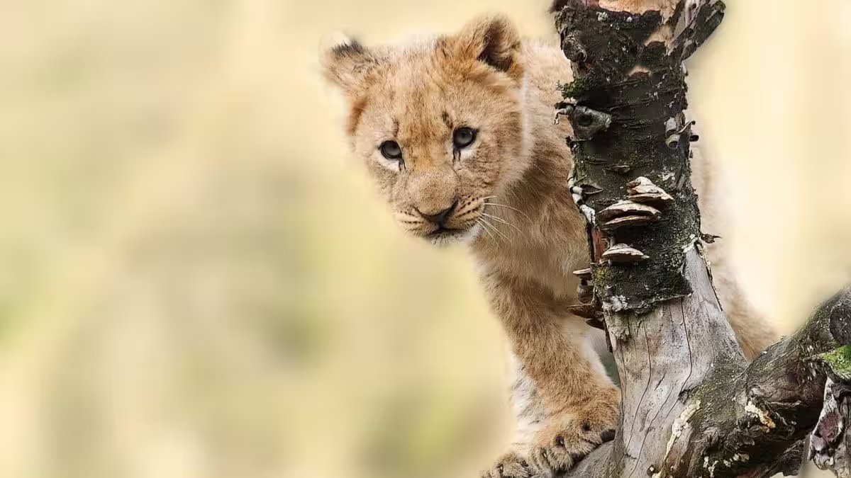 New UAE law Targets Illegal Plant and Animal Trade With Million-Dirham Fines – Firstpost