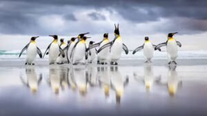 Read more about the article Climate change is making Antarctic penguins breed too soon — and that’s a problem – Firstpost