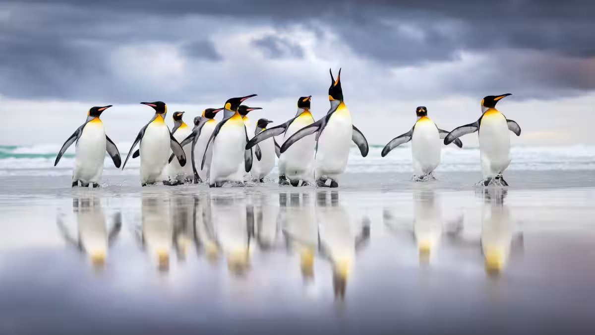 Climate change is making Antarctic penguins breed too soon — and that's a problem – Firstpost
