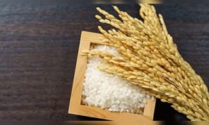 Read more about the article Rice exporters seek budget sops, interest subvention to boost competitiveness