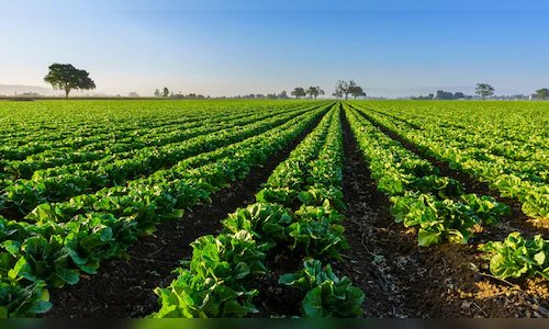 Read more about the article Union Budget 2026 boosts farmers with ₹1.63 Lakh crore allocation to Agriculture