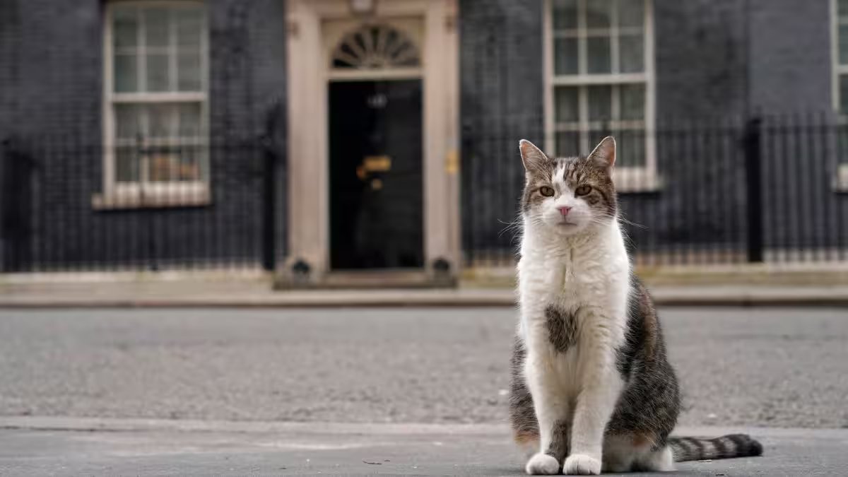 Will Starmer quit? 10 Downing Street has a more permanent resident than PMs— Larry, the Cat – Firstpost