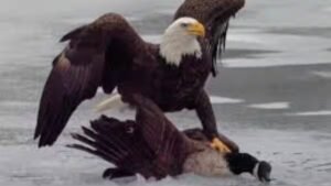 Digital diplomacy or sporting banter? After US hockey win, White House posts eagle towering over Canadian goose – Firstpost
