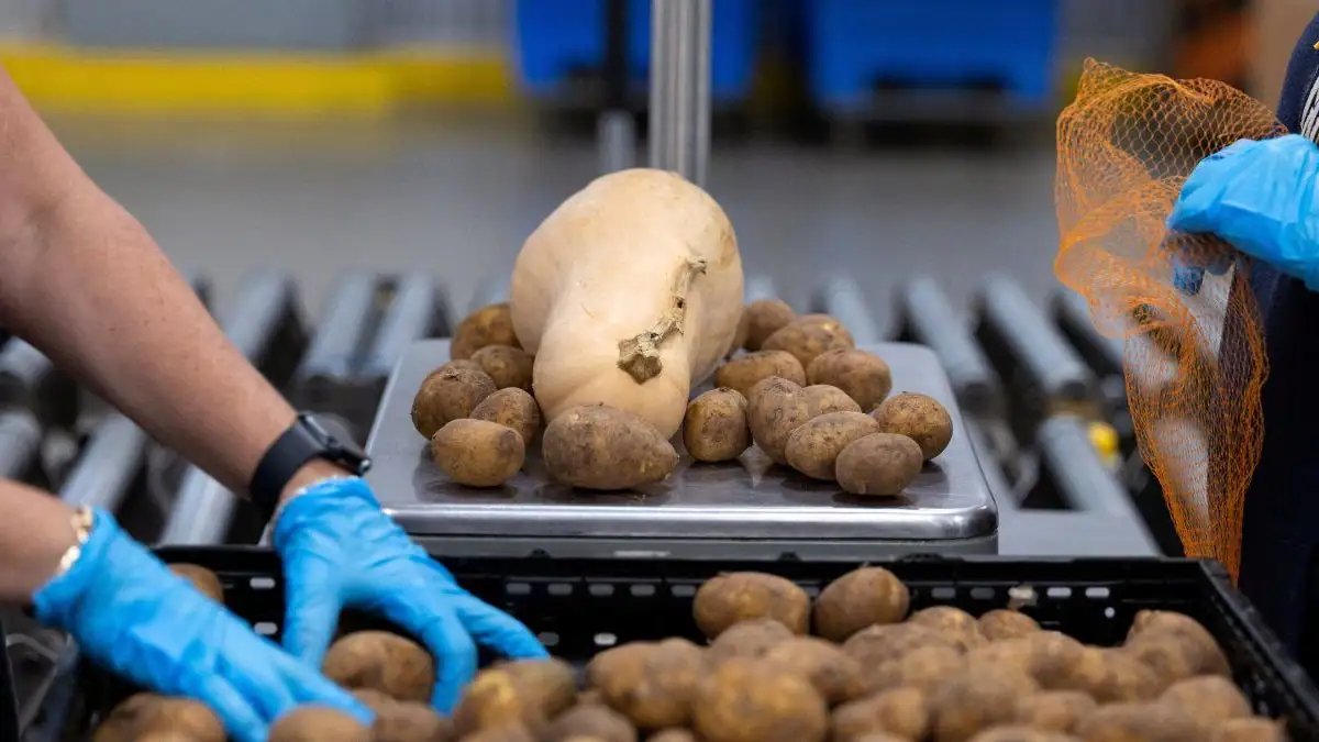 Europe has a potato problem, Germany is handing it out for free – Firstpost