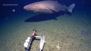 Read more about the article The world thinks there are no sharks in Antarctica — latest camera feed proves it wrong – Firstpost