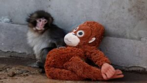 Read more about the article How the Japanese macaque from a zoo has become a global superstar – Firstpost