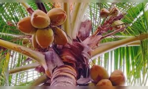 Read more about the article Explained: How India’s coconut economy is paying rich dividends