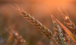 India allows export of 25 lakh tonnes of wheat despite overall ban